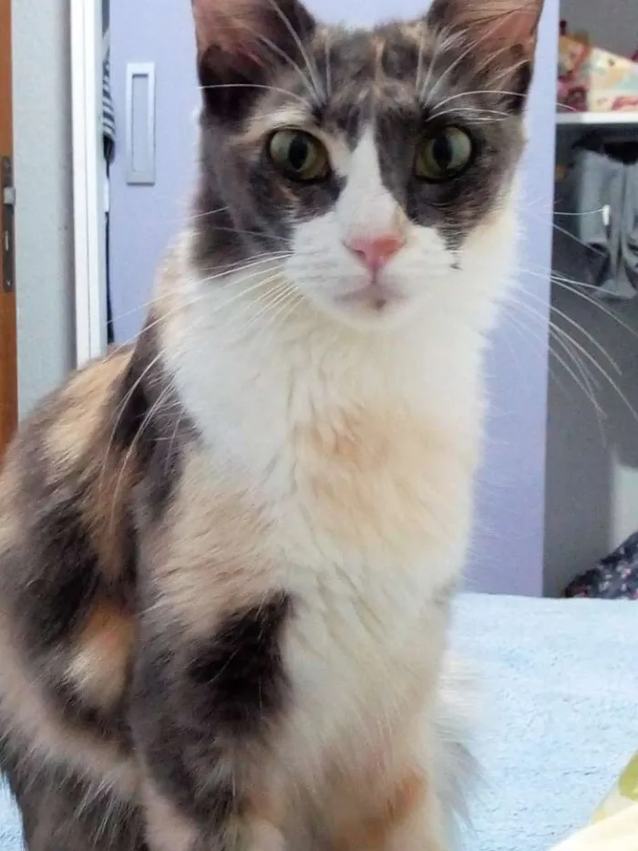 Gato raça RSD idade 1 ano nome Poly