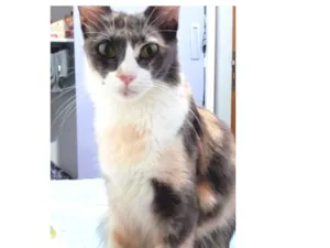 Gato raça RSD idade 1 ano nome Poly