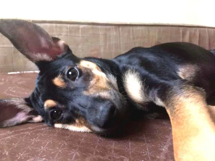 Cachorro ra a Vira lata  idade 1 ano nome Belinha