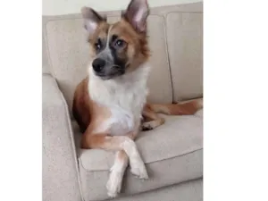Cachorro raça Srd idade 2 anos nome Meg e Marley