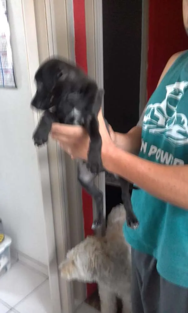 Cachorro ra a Vira-Lata idade Abaixo de 2 meses nome Sem nome