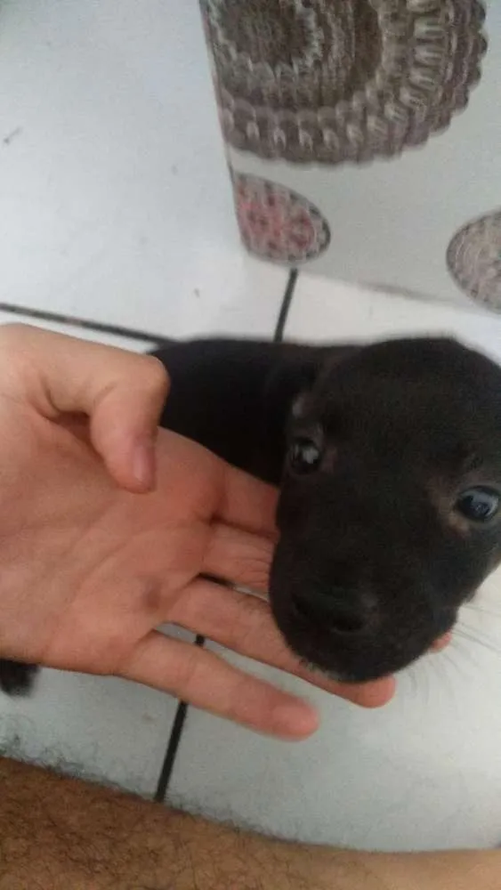 Cachorro ra a Vira-Lata idade Abaixo de 2 meses nome Sem nome