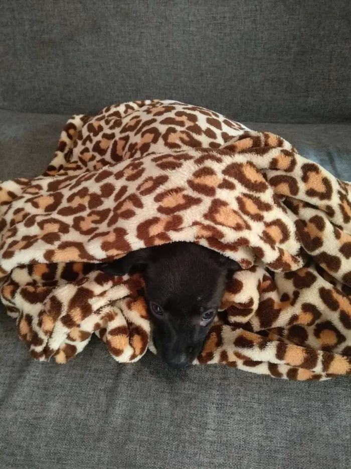 Cachorro ra a Vira-Lata idade Abaixo de 2 meses nome Sem nome