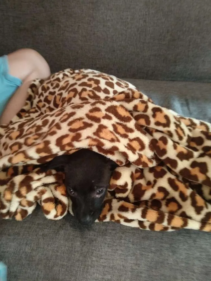 Cachorro ra a Vira-Lata idade Abaixo de 2 meses nome Sem nome