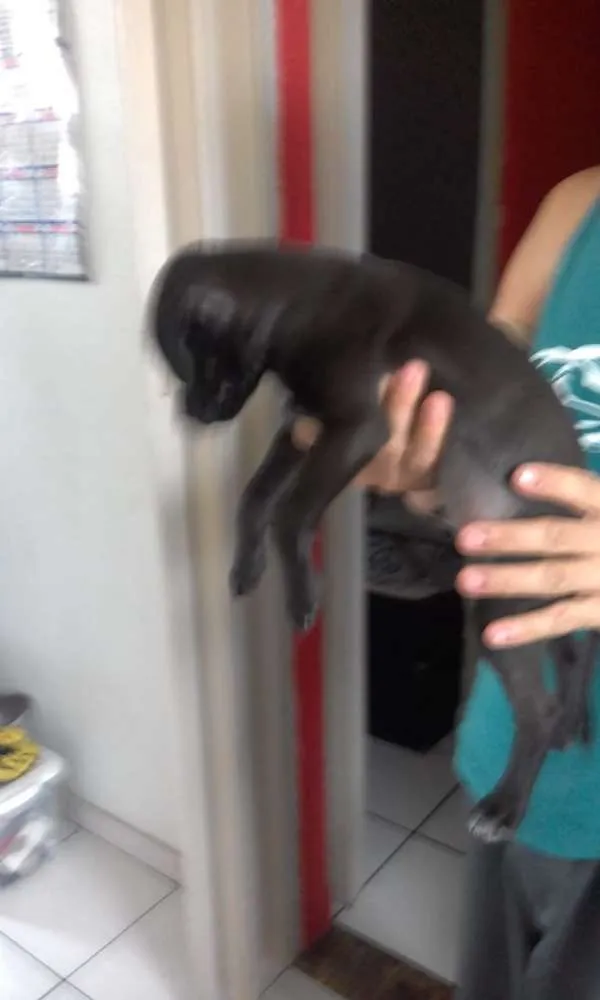 Cachorro ra a Vira-Lata idade Abaixo de 2 meses nome Sem nome