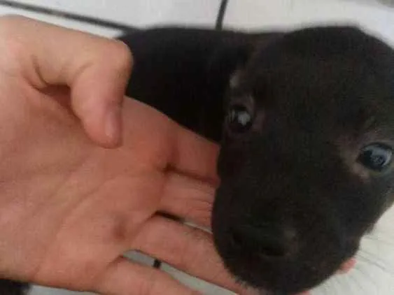 Cachorro ra a Vira-Lata idade Abaixo de 2 meses nome Sem nome