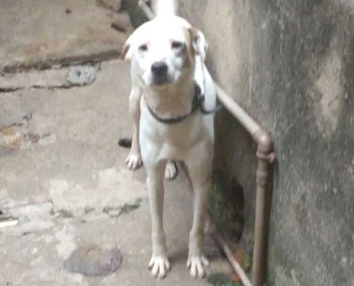 Cachorro ra a Nao definida idade 2 anos nome Thor