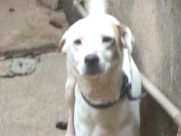 Cachorro ra a Nao definida idade 2 anos nome Thor