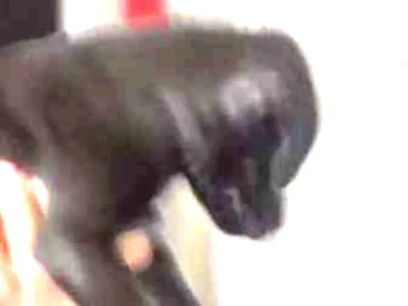 Cachorro ra a Vira-Lata idade Abaixo de 2 meses nome Sem nome