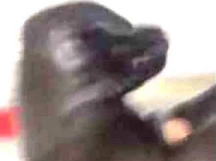 Cachorro ra a Vira-Lata idade Abaixo de 2 meses nome Sem nome