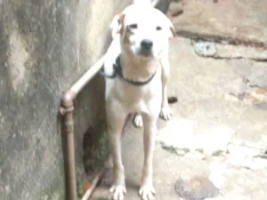 Cachorro raça Nao definida idade 2 anos nome Thor