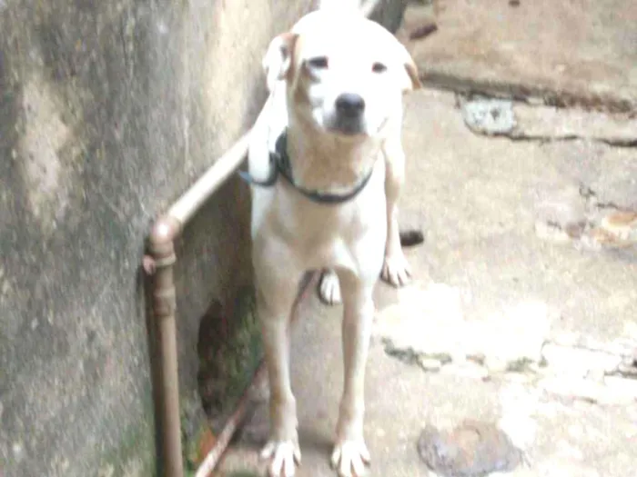 Cachorro ra a Nao definida idade 2 anos nome Thor