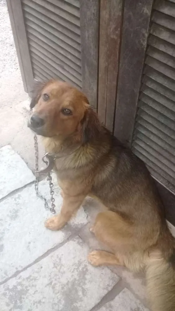 Cachorro ra a Vira lata idade 7 a 11 meses nome Paçoca