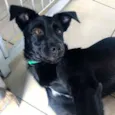 Loki