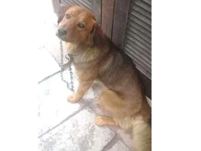 Cachorro ra a Vira lata idade 7 a 11 meses nome Paçoca