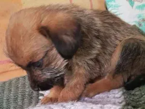 Cachorro raça Não identificada idade Abaixo de 2 meses nome Sem nome