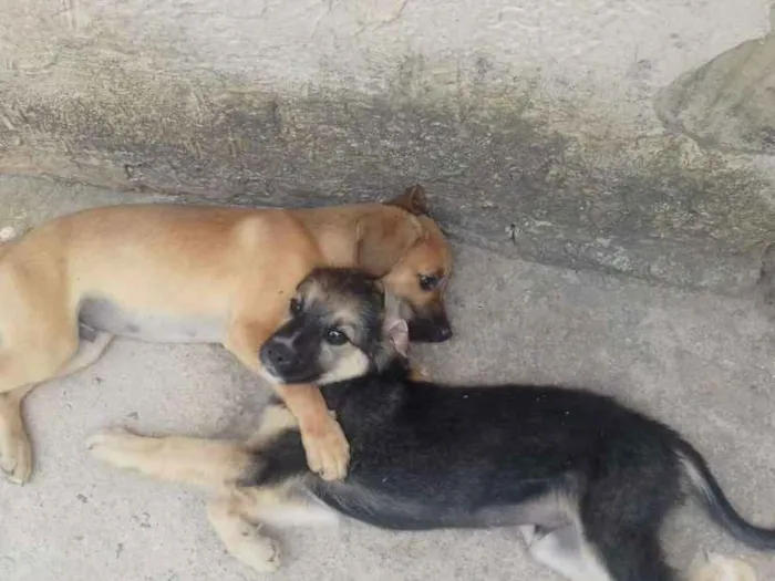 Cachorro raça SRD idade 2 a 6 meses nome Apolo e Ramirez 