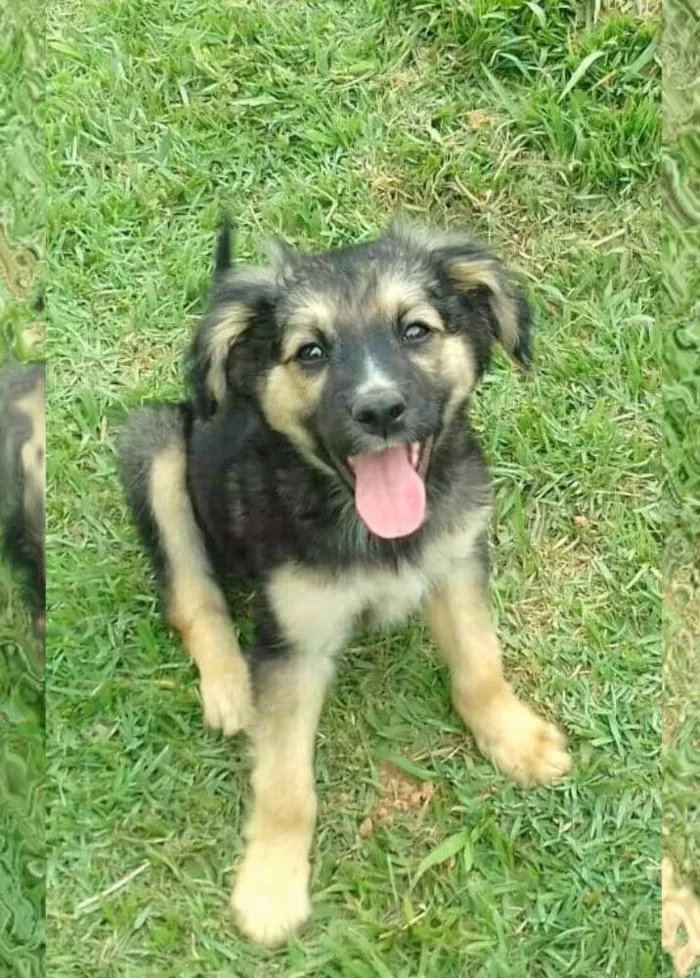 Cachorro raça SRD idade 2 a 6 meses nome Apolo e Ramirez 