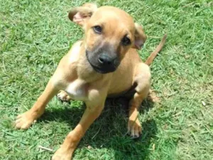 Cachorro raça SRD idade 2 a 6 meses nome Apolo e Ramirez 