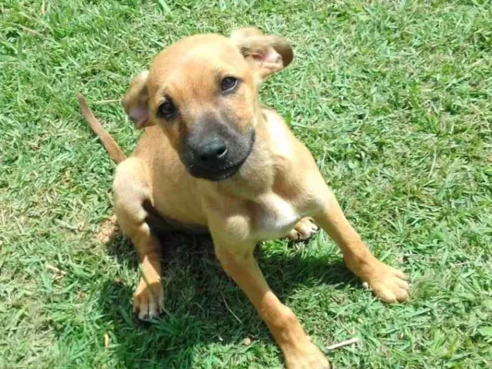 Cachorro raça SRD idade 2 a 6 meses nome Apolo e Ramirez 