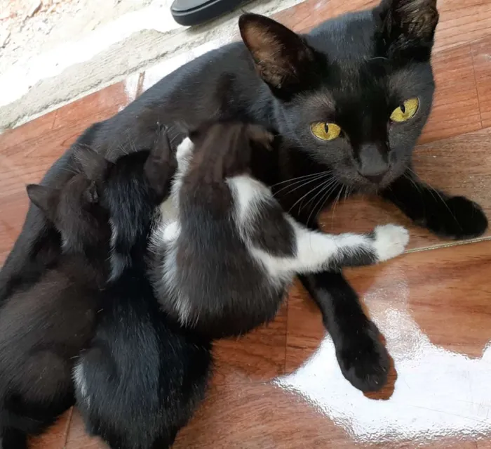Gato ra a  idade 1 ano nome Manu