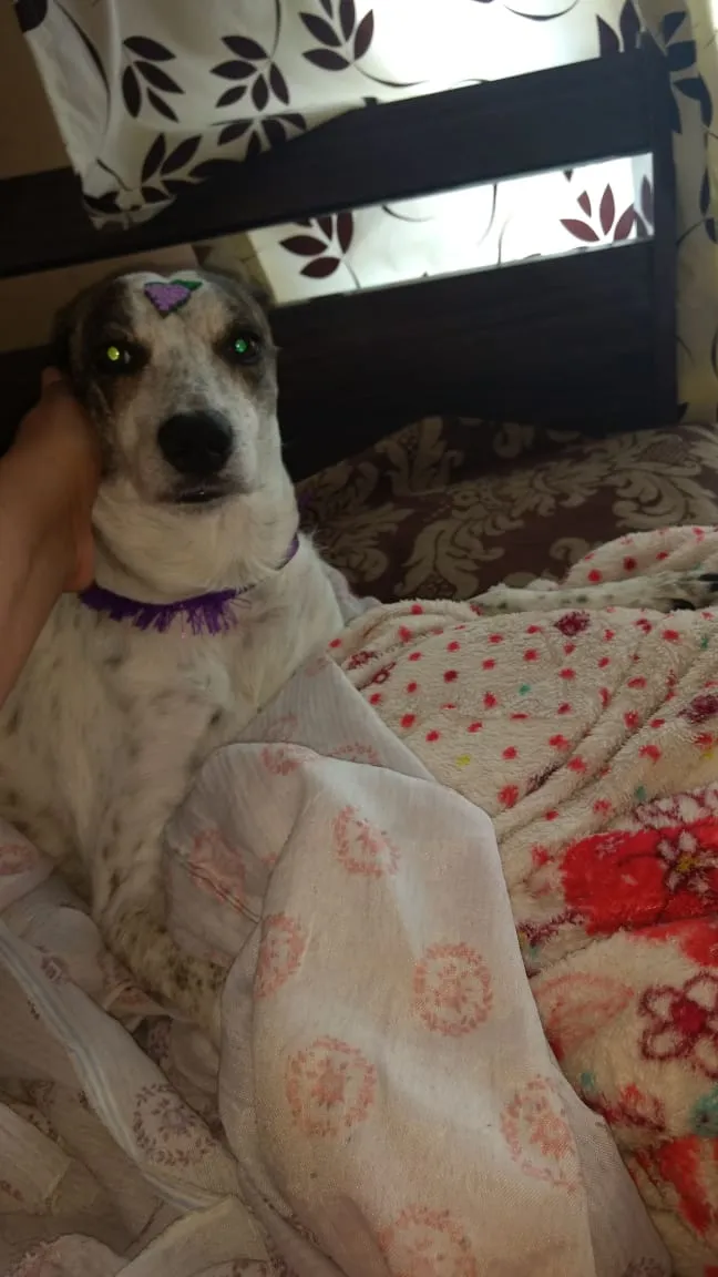 Cachorro ra a Sem raça definida idade 4 anos nome Nina