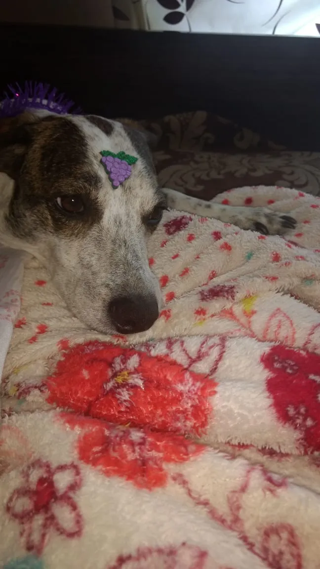 Cachorro ra a Sem raça definida idade 4 anos nome Nina