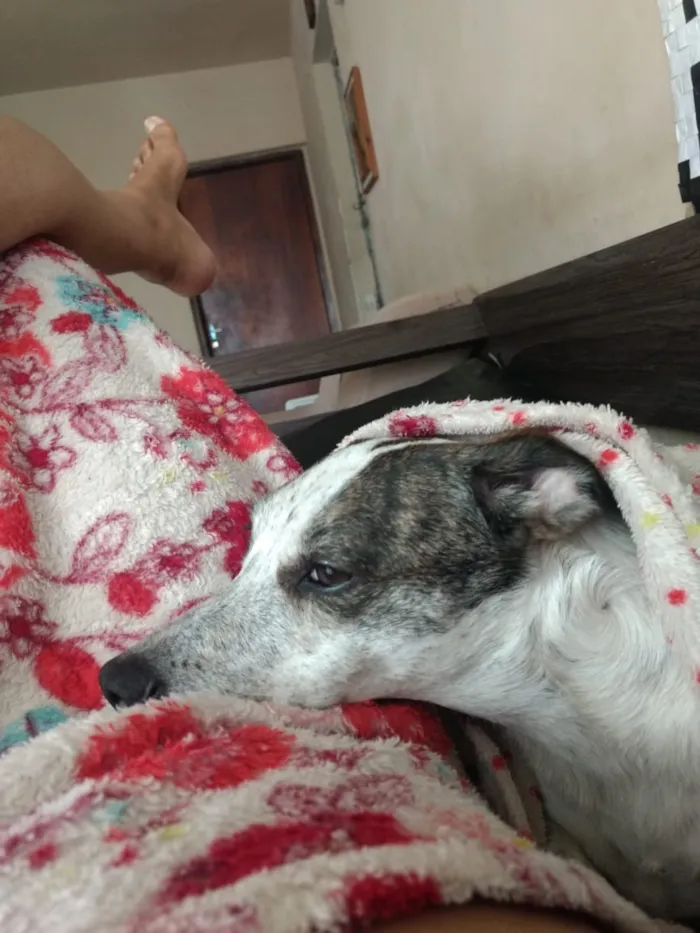 Cachorro ra a Sem raça definida idade 4 anos nome Nina