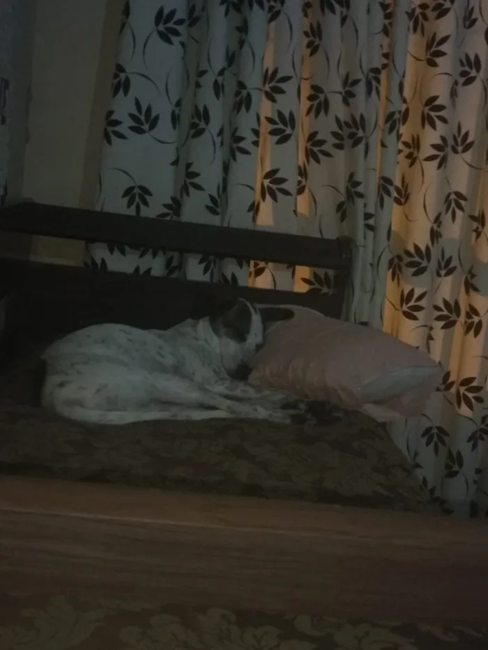 Cachorro ra a Sem raça definida idade 4 anos nome Nina