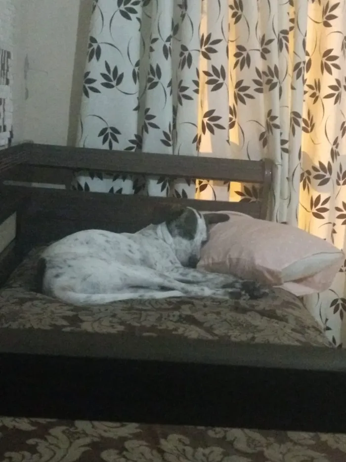 Cachorro ra a Sem raça definida idade 4 anos nome Nina