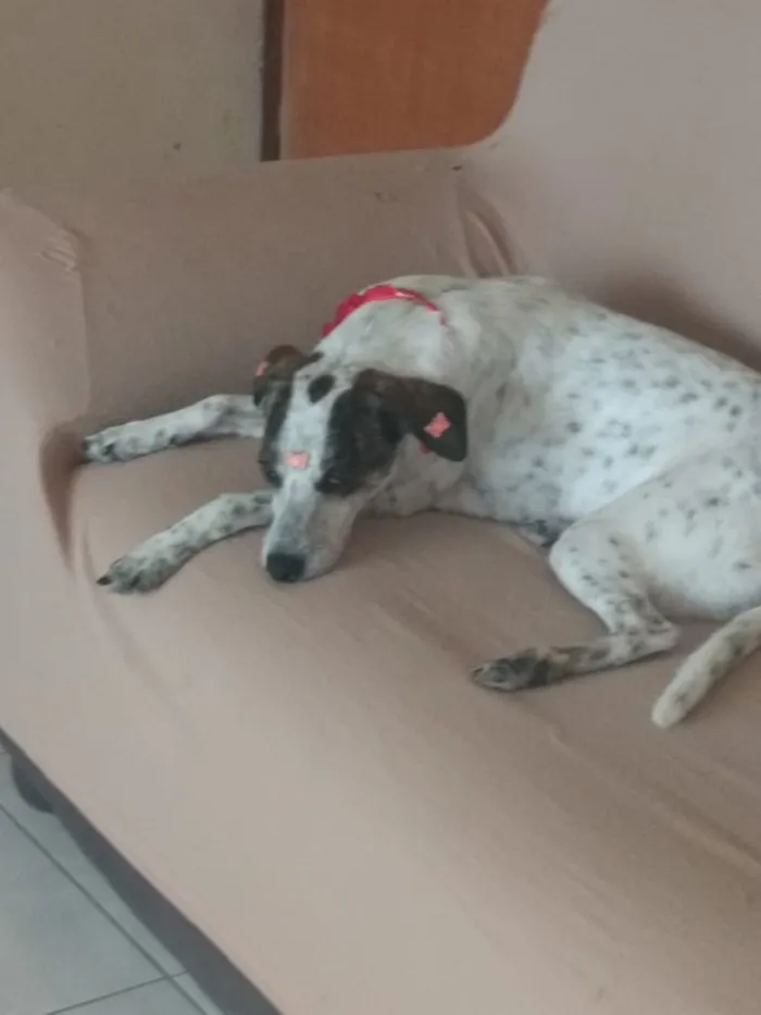 Cachorro ra a Sem raça definida idade 4 anos nome Nina