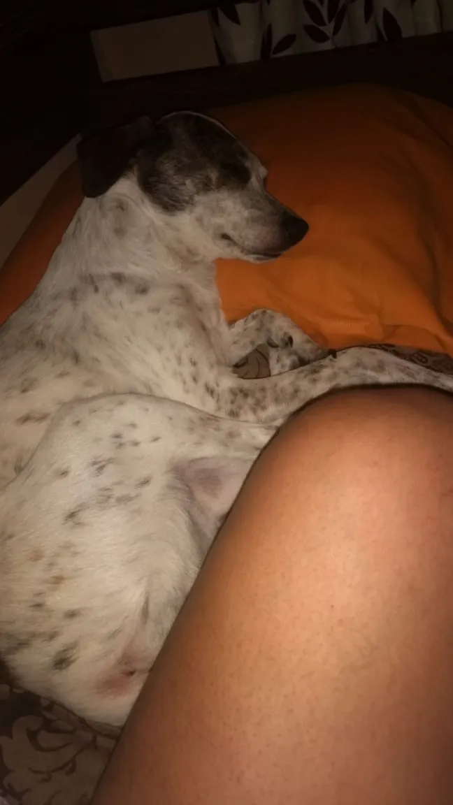 Cachorro ra a Sem raça definida idade 4 anos nome Nina