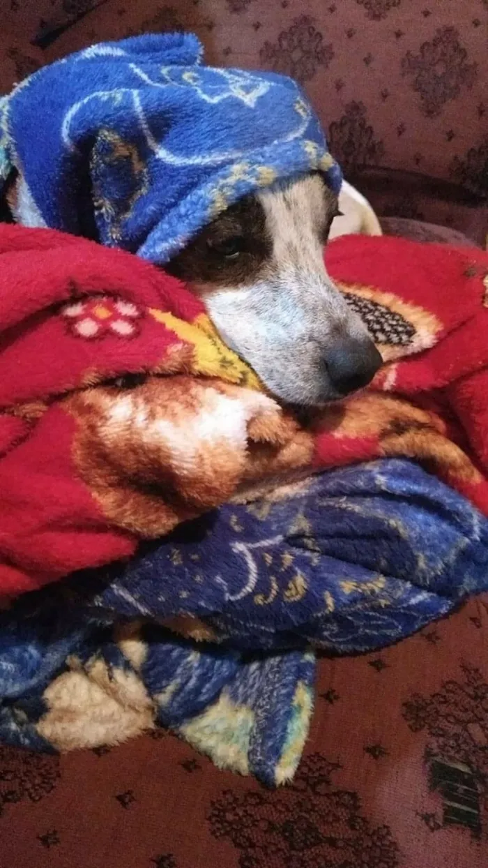 Cachorro ra a Sem raça definida idade 4 anos nome Nina