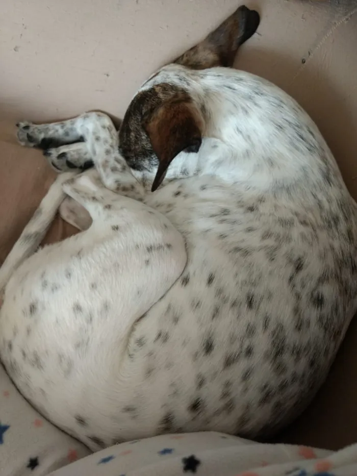 Cachorro ra a Sem raça definida idade 4 anos nome Nina