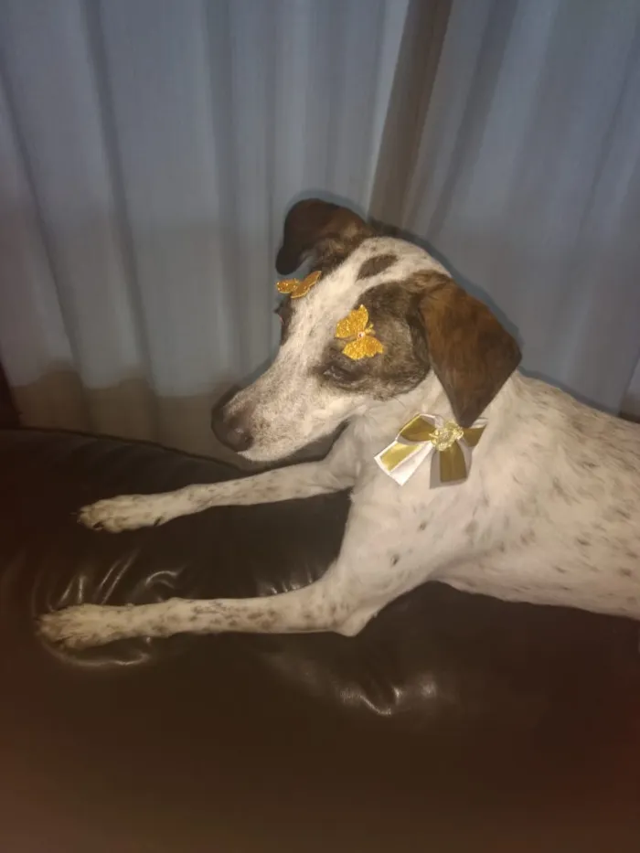 Cachorro ra a Sem raça definida idade 4 anos nome Nina