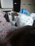 Nina