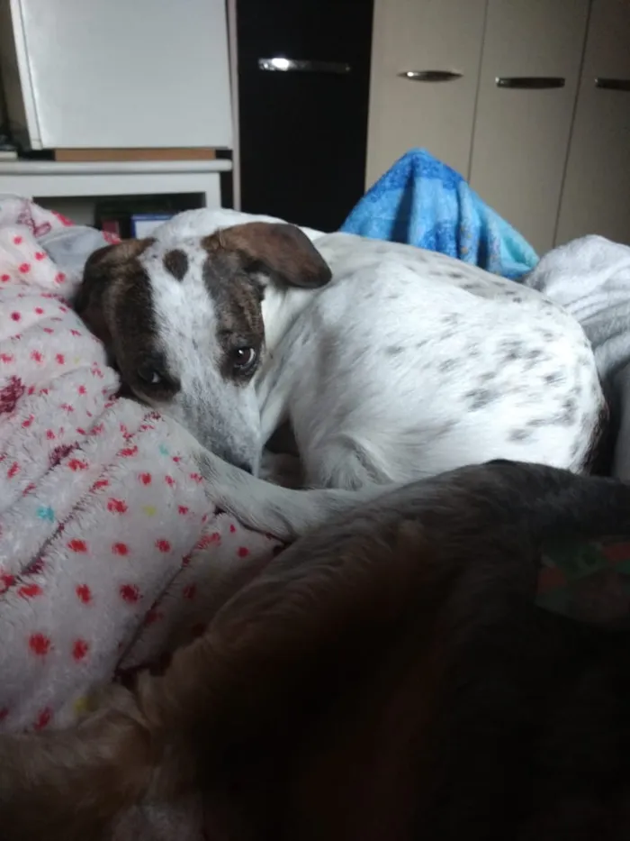 Cachorro ra a Sem raça definida idade 4 anos nome Nina