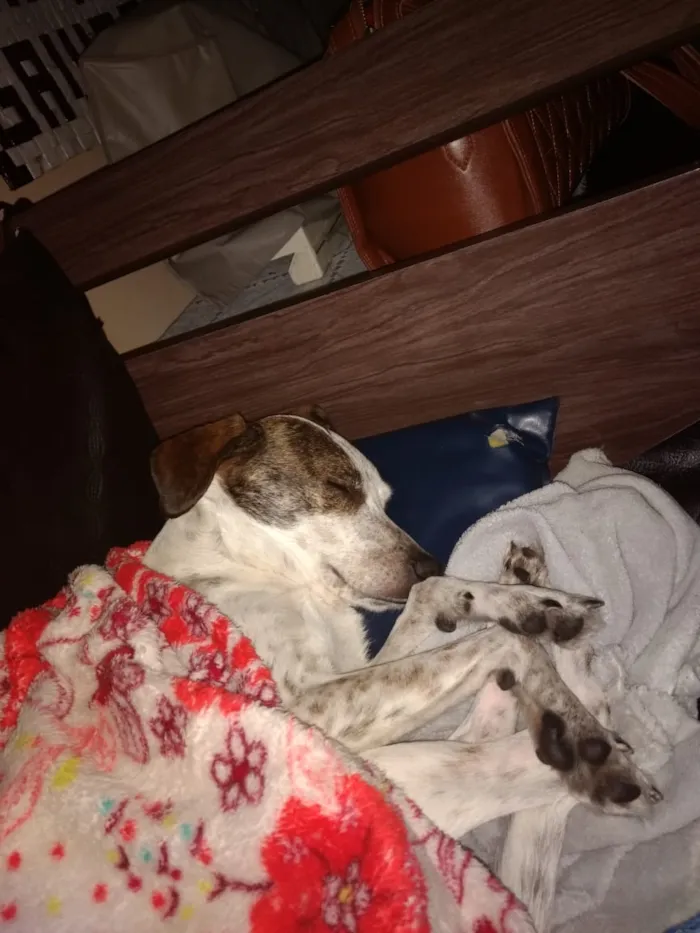 Cachorro ra a Sem raça definida idade 4 anos nome Nina