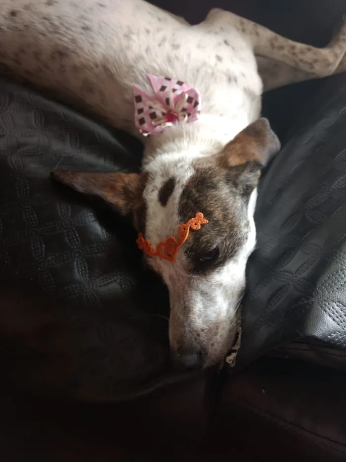 Cachorro ra a Sem raça definida idade 4 anos nome Nina