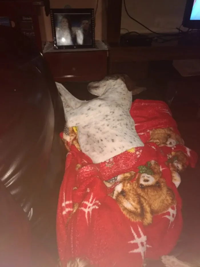 Cachorro ra a Sem raça definida idade 4 anos nome Nina