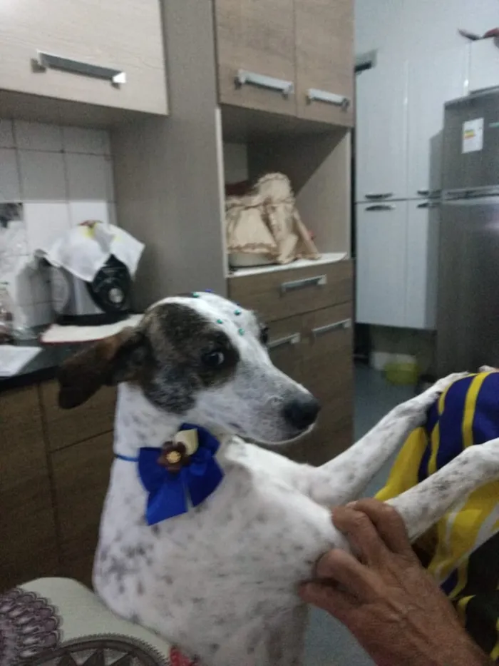 Cachorro ra a Sem raça definida idade 4 anos nome Nina