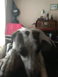 Nina