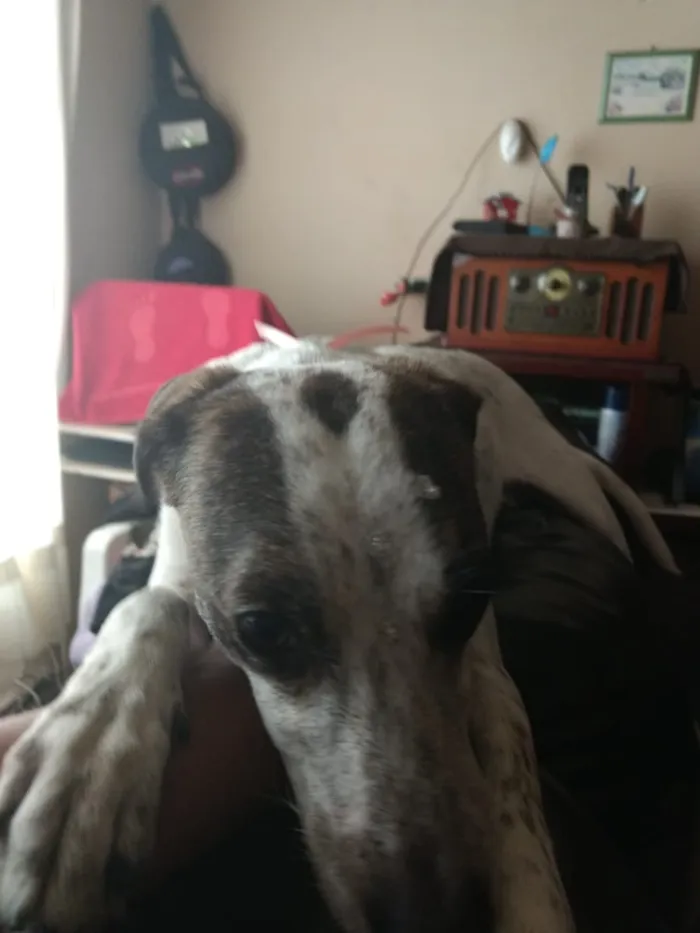 Cachorro ra a Sem raça definida idade 4 anos nome Nina