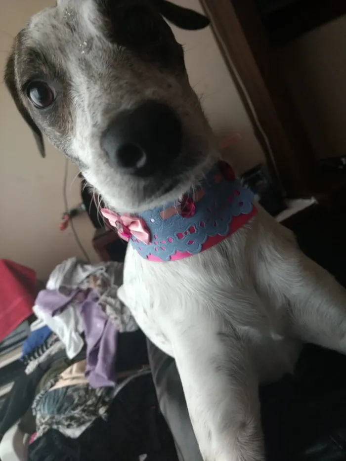 Cachorro ra a Sem raça definida idade 4 anos nome Nina