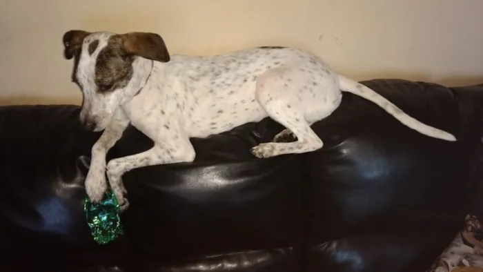 Cachorro ra a Sem raça definida idade 4 anos nome Nina