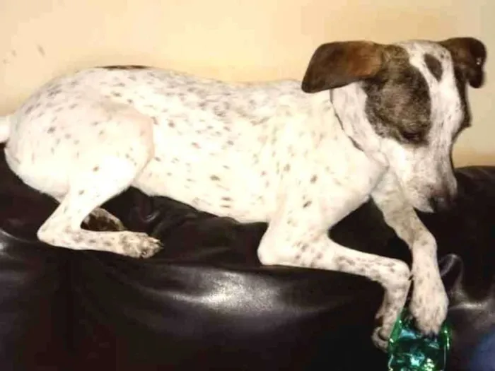 Cachorro ra a Sem raça definida idade 4 anos nome Nina