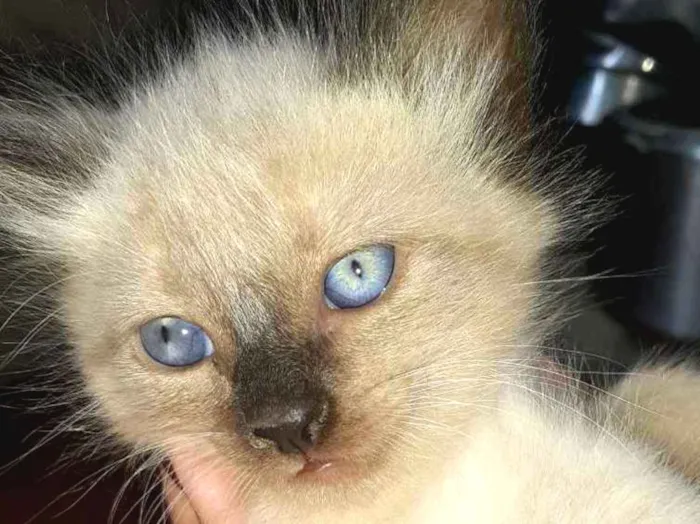 Gato ra a  idade 1 ano nome Manu