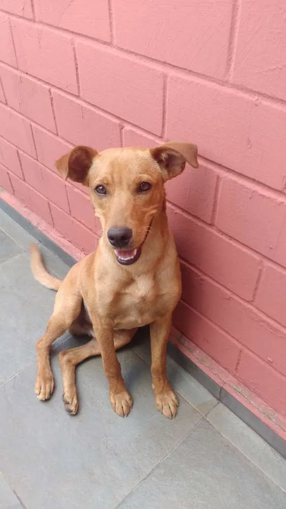 Cachorro ra a Srd idade 2 a 6 meses nome Bob