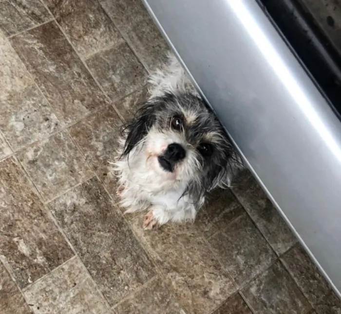 Cachorro ra a Shitszu com Lhasa  idade 2 anos nome Chay