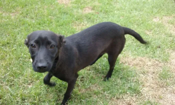 Cachorro ra a Indefinida idade 1 ano nome Sem nome